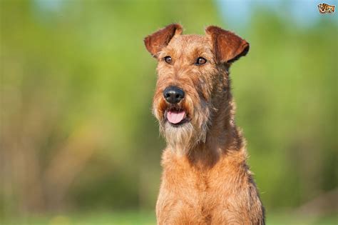 Irish Terrier Dog Breed Information Buying Advice Photos And Facts