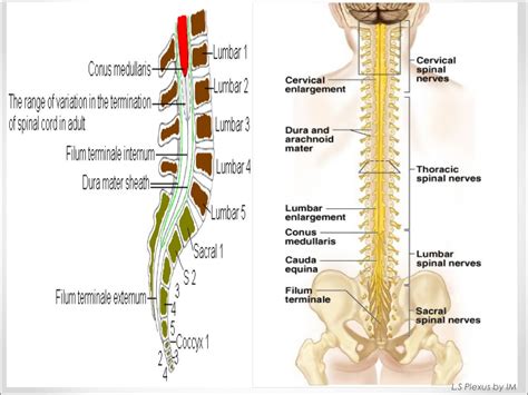 Lumbosacral Anatomy