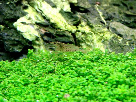 Хемиантус Куба (Hemianthus callitrichoides) | АкваДомик