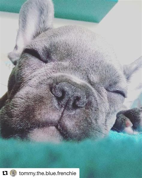 Sleeping Cutie 🐶💤 | Photo: instagram.com/tommy.the.blue.frenchie | french bulldog | Featuring ...