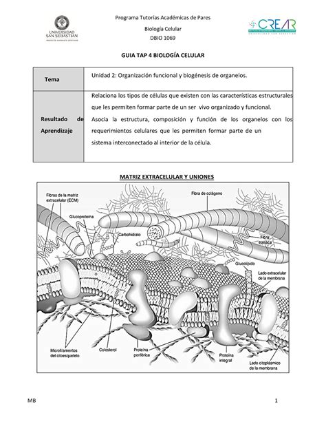 Guia 4 Biología BiologÌa Celular Dbio 1069 Guia Tap 4 BiologÕa