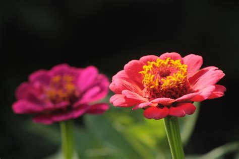 1920x1080 Resolution Selective Focus Photography Of Red Petaled