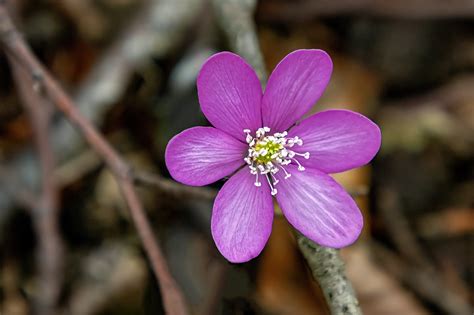 Hahnenfu Gew Chse Familie Ranunculaceae Natur In Deutschland