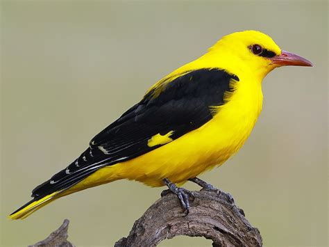 Eurasian Golden Oriole - eBird