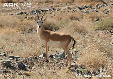 Goitered gazelle - Alchetron, The Free Social Encyclopedia