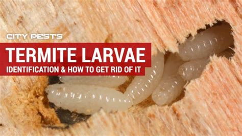 Termite Larvae: Identification & Treatment | Pictures