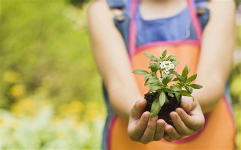 Aplicação Das Plantas Na Vida Humana - Por Que as Plantas São Importantes Para os Seres Humanos – Mundo Ecologia