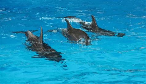 Dolphin Island Singapore | Discover the Wonders of Marine Life