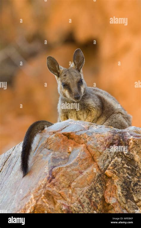 Black Flanked Rock Wallaby Petrogale Lateralis Ormiston Gorge