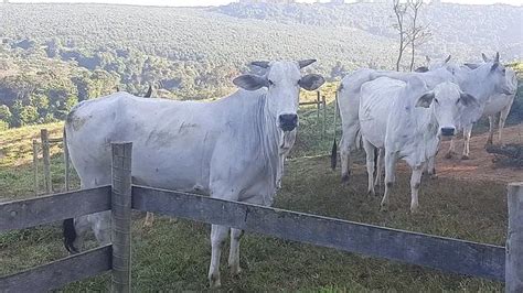 Vacas e novilhas nelores Animais para agropecuária Centro Três