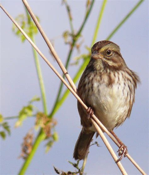 Bird Hybrids: Song Sparrow x Swamp Sparrow