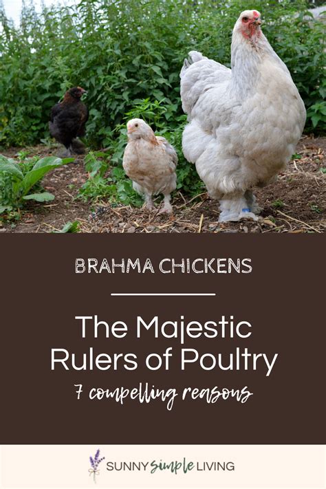 7 Reasons Why Brahmas Are The King Of All Chicken Breeds Sunny Simple