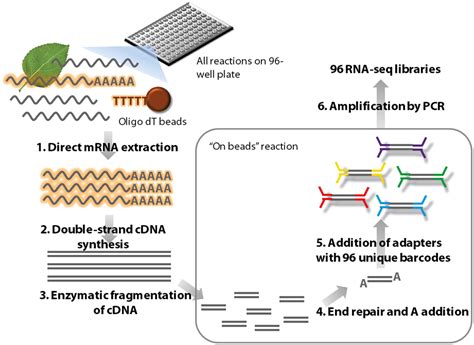 Frontiers A High Throughput Method For Illumina RNA Seq Library