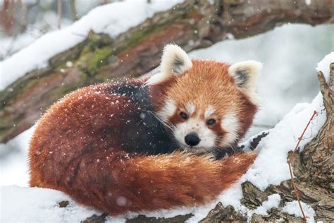 Red Pandas In Snow