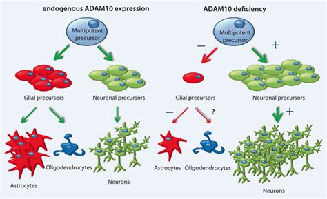 ADAM10 α secretase in Alzheimers disease and regulator of