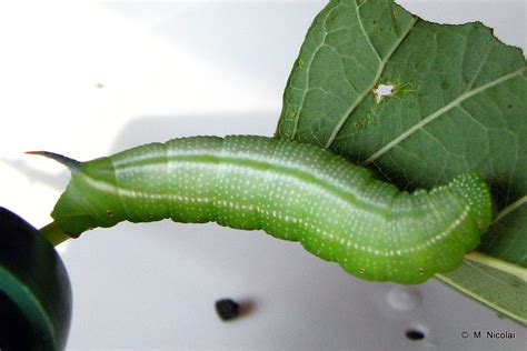 Hummingbird Clearwing Moth Caterpillar