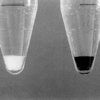 Pellets Of Melb A Melanoblasts Before And After Differentiation To