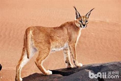 自然传奇狞猫 人与自然狞猫 狞猫薮猫 第2页 大山谷图库