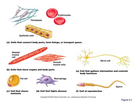PPT - CELLS: The Living Units PowerPoint Presentation, free download ... 