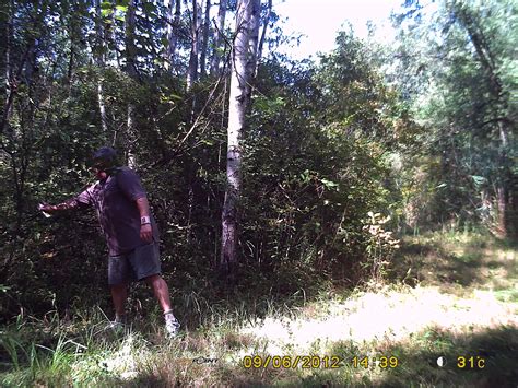 Deer checking out a Buck Fever licking branch and scrape