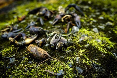 Crayfish Shells Mossy Rocks Stock Image Image Of Craydids Crawdads