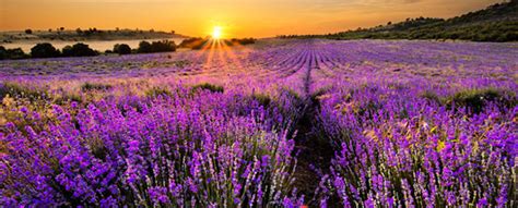 Field of Flowers - 20 Colourful fields that catch your eyes and sooth ...