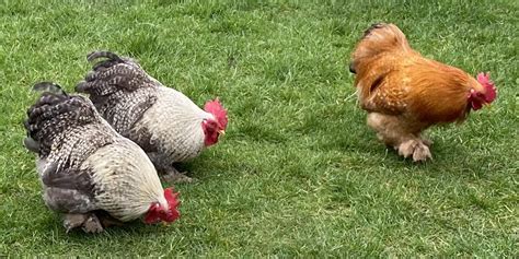 Pekin Bantam Chickens Pekin Bantam For Sale