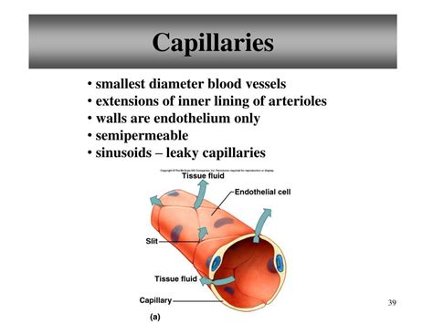 PPT - D Cardiovascular system Anatomy and Physiology PowerPoint ... 