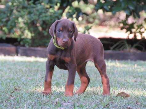 Yellow Female Skye Akc Doberman Puppies For Salehawthorne Fl