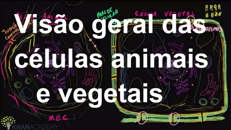 Visão Geral Das Células Animais E Vegetais Estrutura Celular