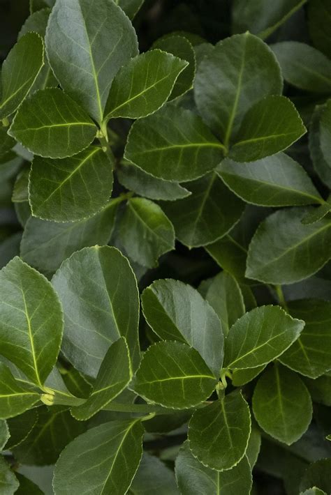 Manhattan Euonymus, Euonymus kiautschovicus 'Manhattan', Monrovia Plant