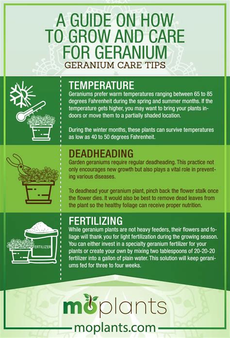 Your Complete Guide on How to Grow Geranium