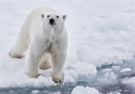 El oso polar características donde vive y que come Docuciencia