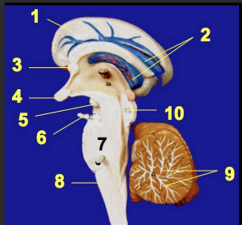 Brain Stem model Diagram | Quizlet