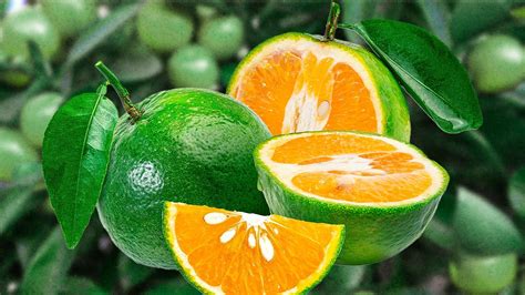 What makes calamansi so unique from other citrus fruits?