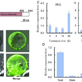 Subcellular Localization And Gene Expression Pattern Analysis A