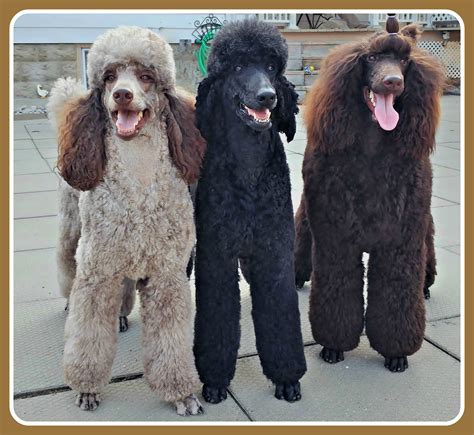 Brown and Black Standard Poodle Breeder Beaucaniche Standard Poodles Standard Poodles Standard