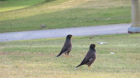 Premium Photo | Myna birds