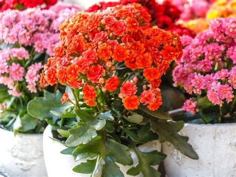 Каланхоэ: 4 вида, как выращивать в домашних условиях — Бэби.ру