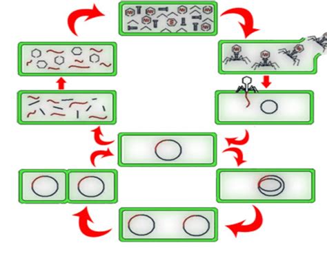 Bacteriophages Article Viruses Khan Academy Worksheets Library