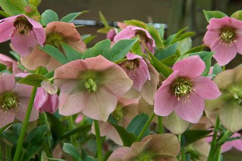 Helleborus orientalis (Hellebore) | BBC Gardeners World Magazine