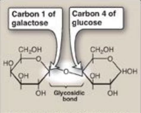 CARBOHYDRATES Flashcards Quizlet