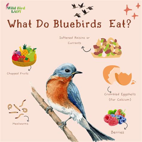 What Do Pigeons Eat? The Ultimate Guide to a Healthy Pigeon Diet