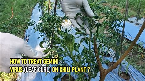 10 World Insecticides To Treat Gemini Virus Leaf Curl On Chili Plants Youtube