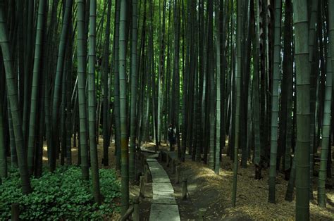 Best Temples And Shrines In Kamakura Tsunagu Japan Kamakura