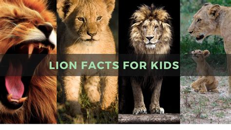 Fascinating Lion Facts for Kids - Kids Play and Create