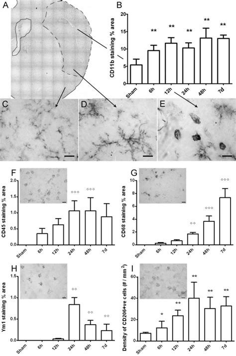 Immunohistochemical Analysis And Quantification Of Microglial Markers