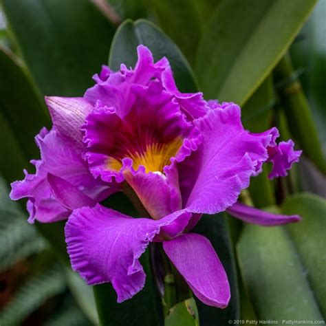 Orchidaceae Family | Beautiful Flower Pictures Blog