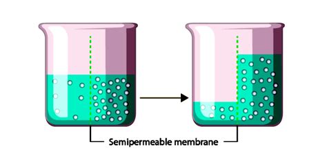 Understanding Reverse Osmosis Process Applications And Faqs