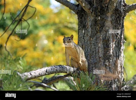 Squirrel on pine tree Stock Photo - Alamy